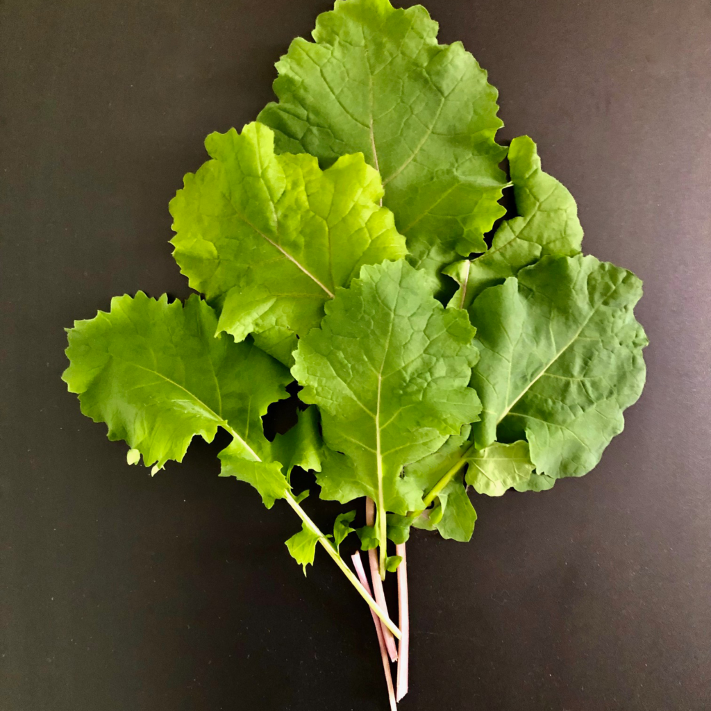 Brassica - Groninger Blue Kale - Common Sense Seeds