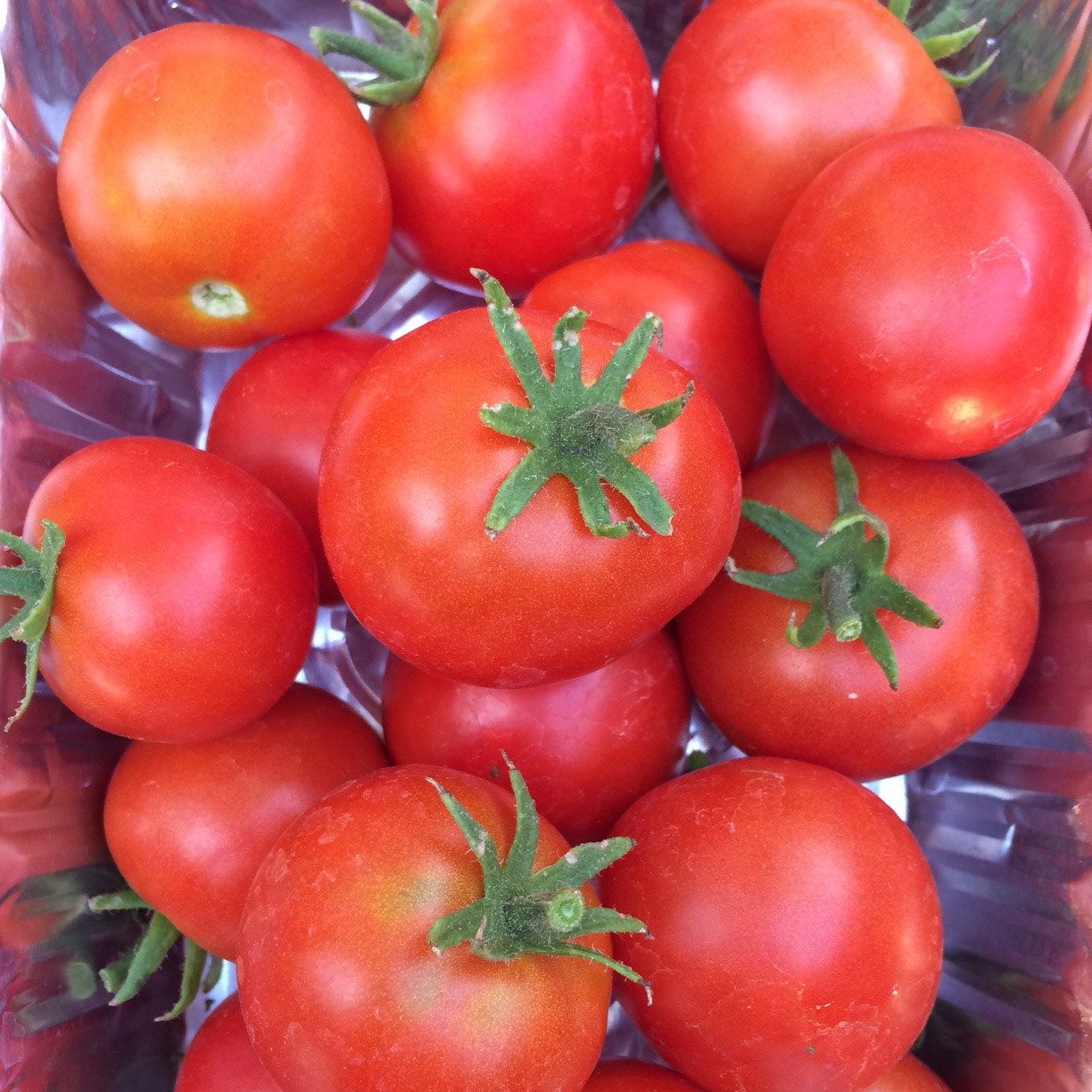 テンダーロインtomatoページ Linda1.jpg