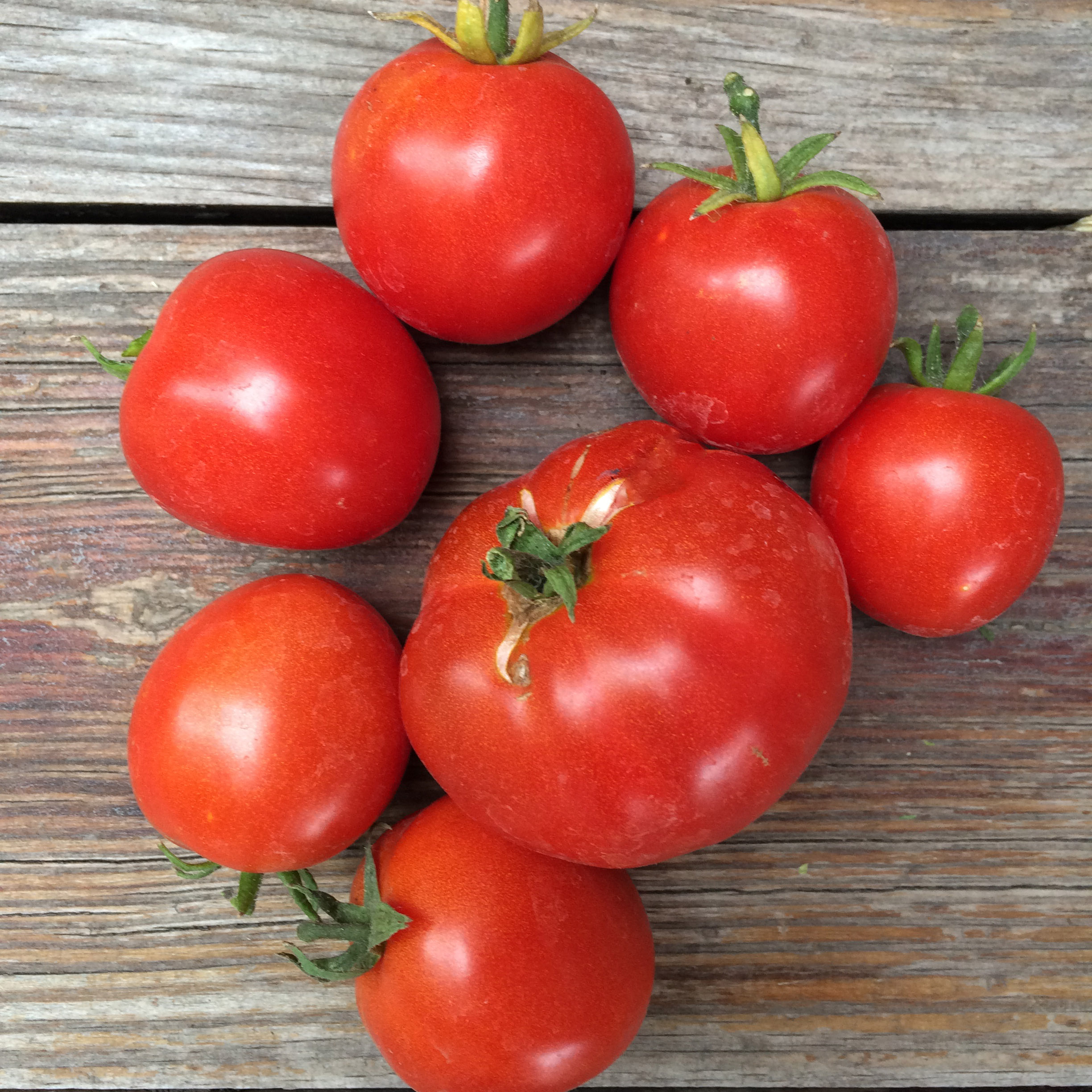 【tomato】新品未使用TENDERLOIN 3点 Northern-Light1.jpg