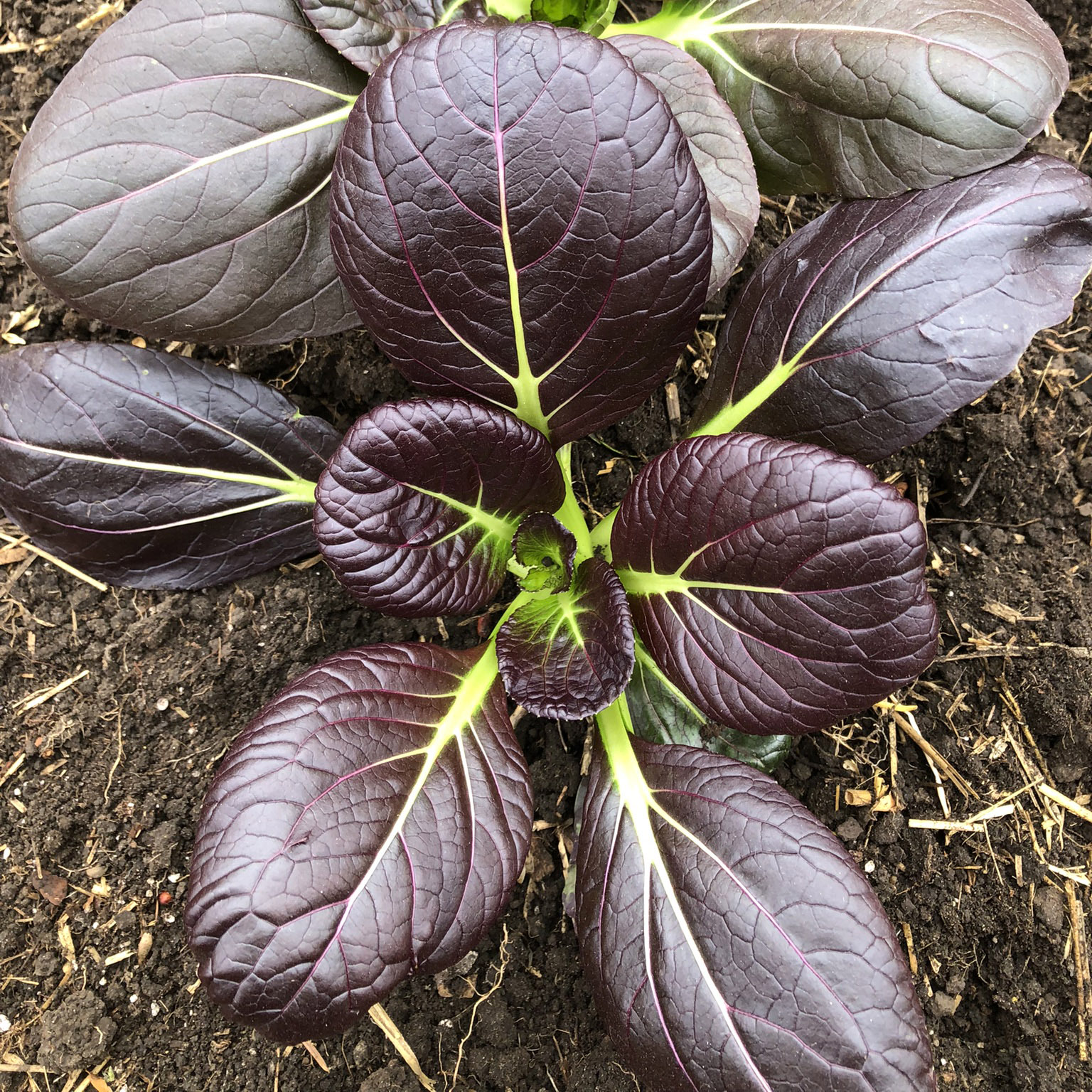 Brassica - Purple Pak Choy - Common Sense Seeds