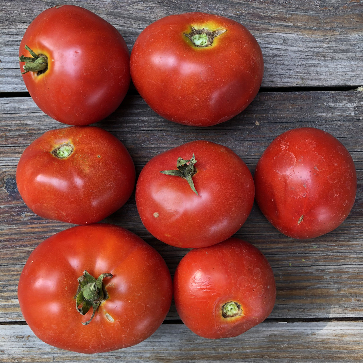 本革草履tomato Tomato - Porter's Early Brookpact - Common Sense Seeds