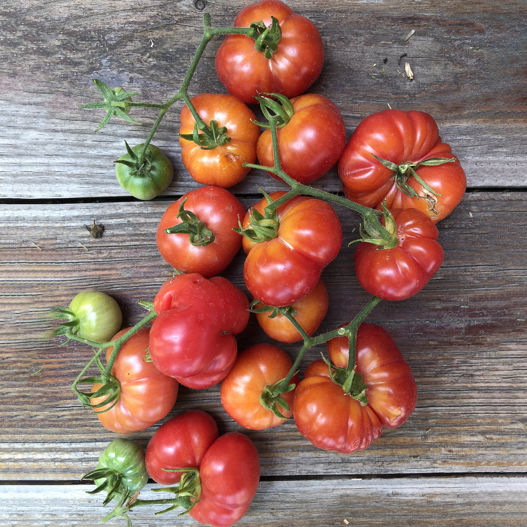 Tomato - Ixtepec Highlands - Common Sense Seeds