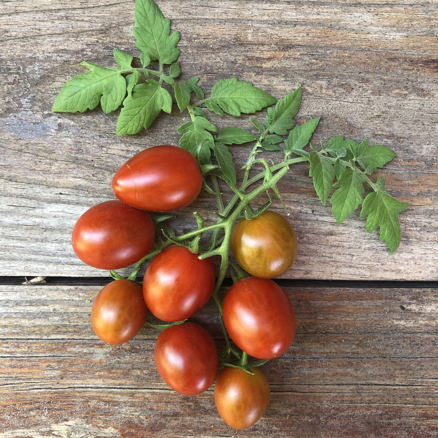 tomato-mini-kumato-common-sense-seeds