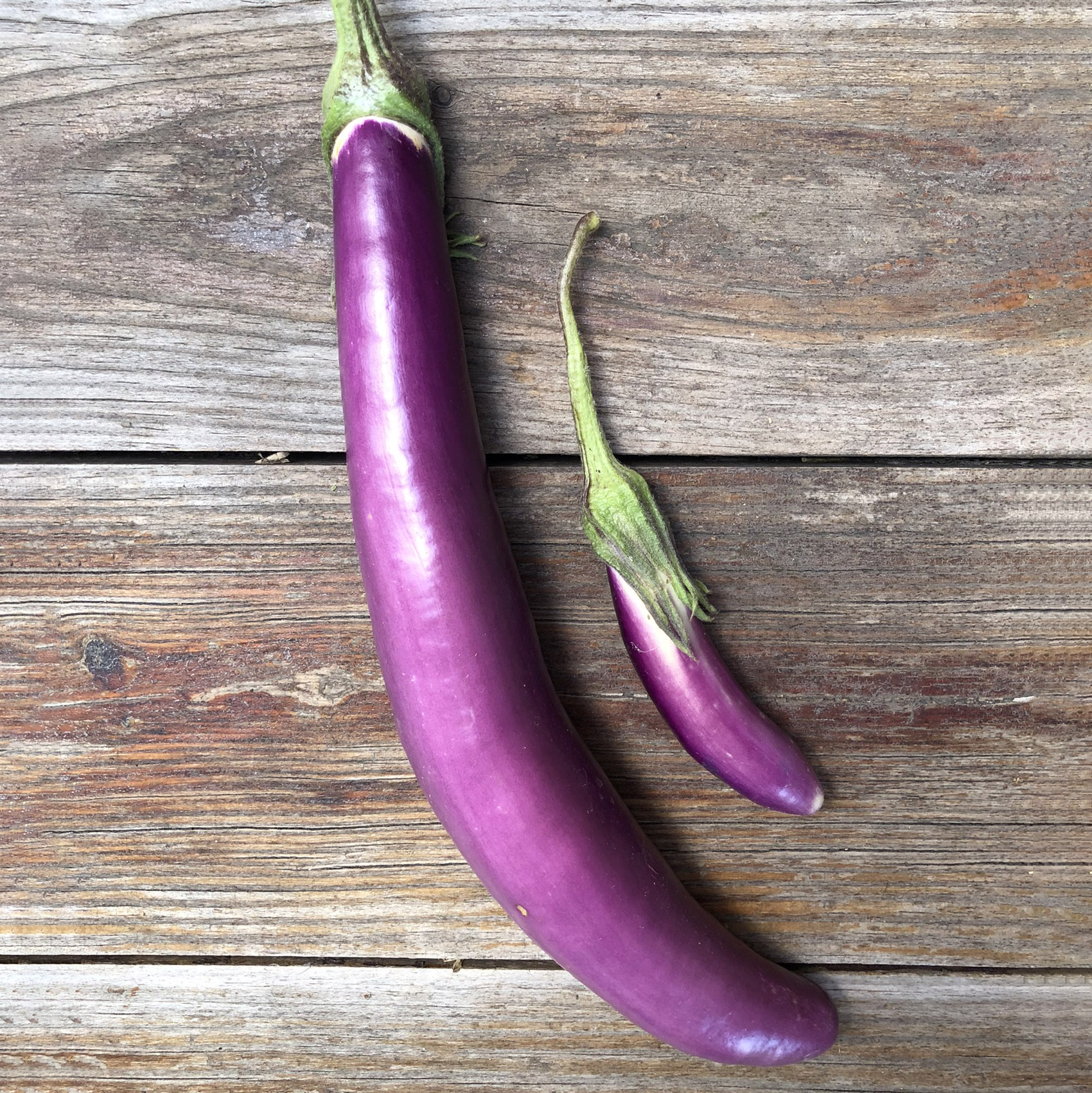 Eggplant - Ping Tung - Common Sense Seeds