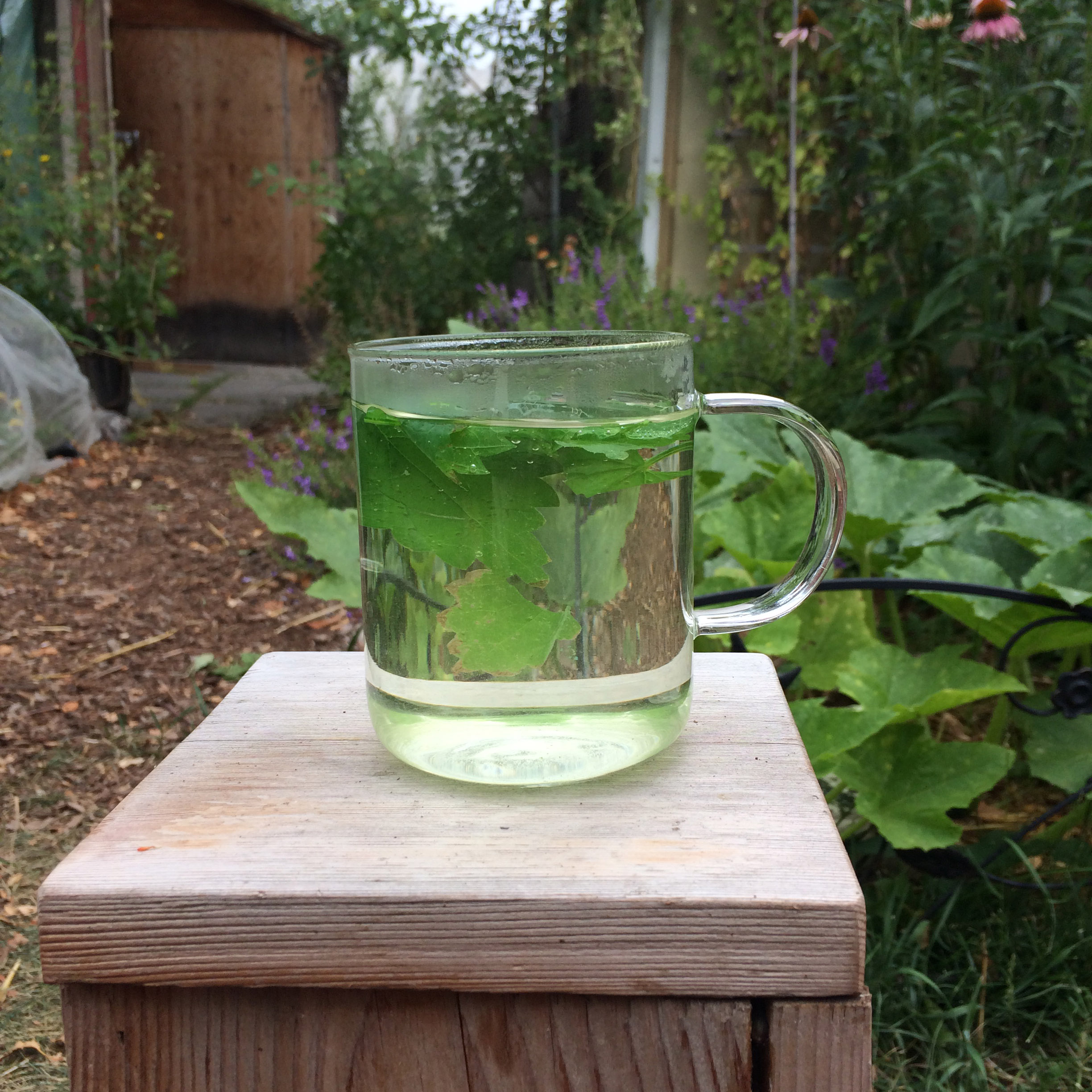 Medicinal Herb Stinging Nettle Common Sense Seeds