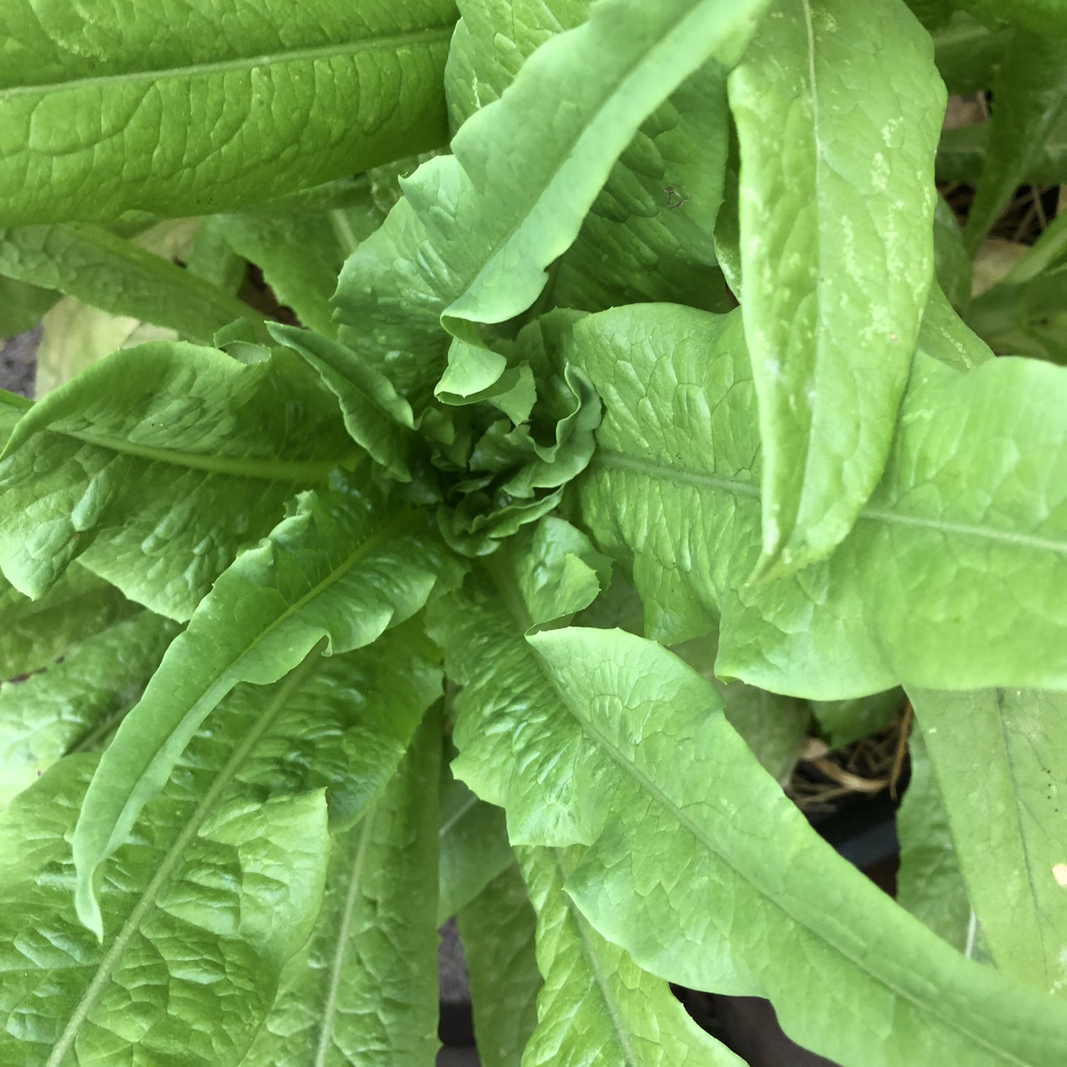 Lettuce - Sword Lettuce - Common Sense Seeds - Purple Cabbage