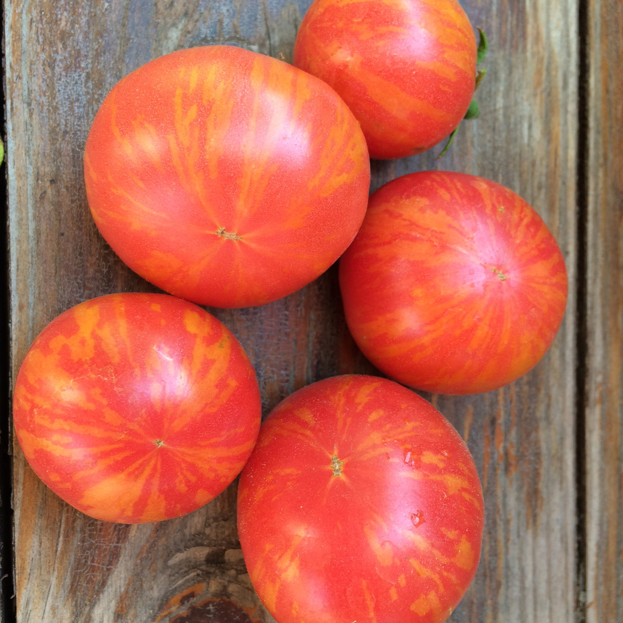 Tomato - Pink Graffiti - Common Sense Seeds