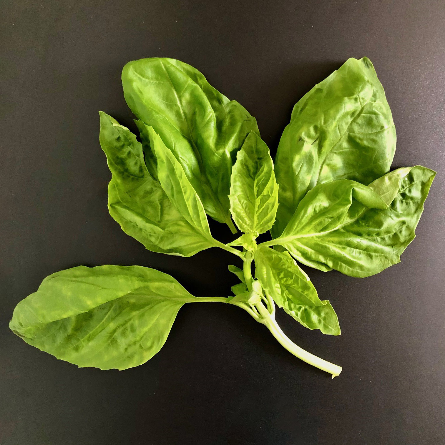 Culinary Herb - Large Leaf Italian Basil - Common Sense Seeds