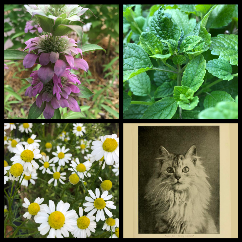 4 Pack - Herbal Tea Collection - Common Sense Seeds
