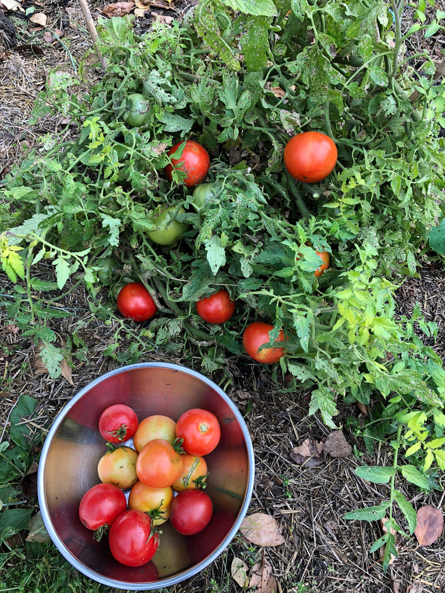 Tomato-Cluster-2.png