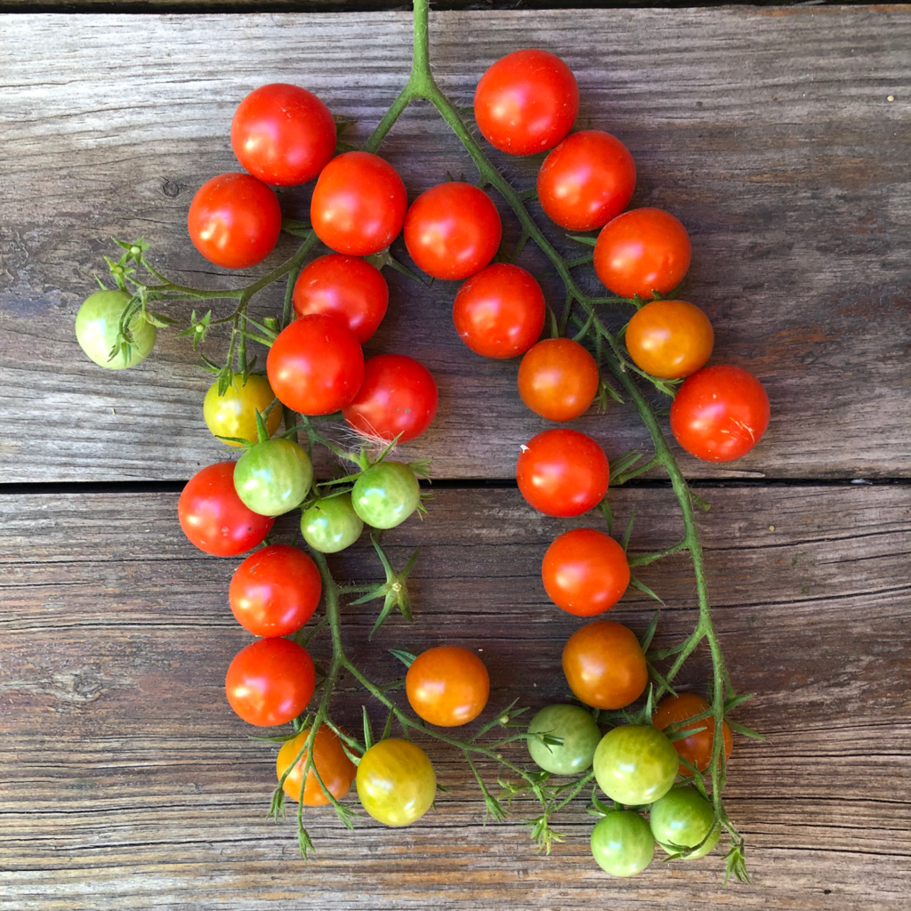 Tomato - Sweet Million - Common Sense Seeds