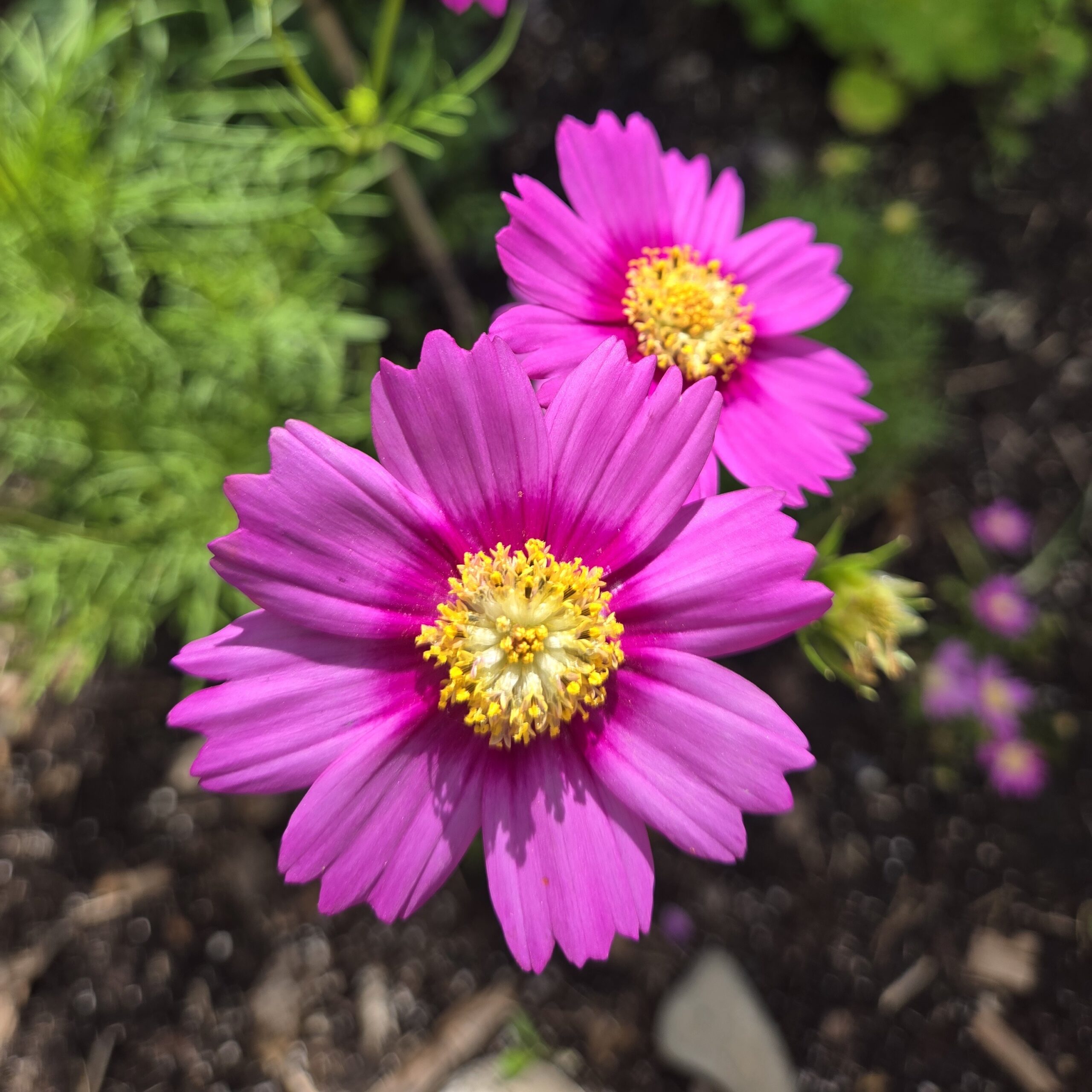 Flower - Cosmos Pink Popsocks - Common Sense Seeds