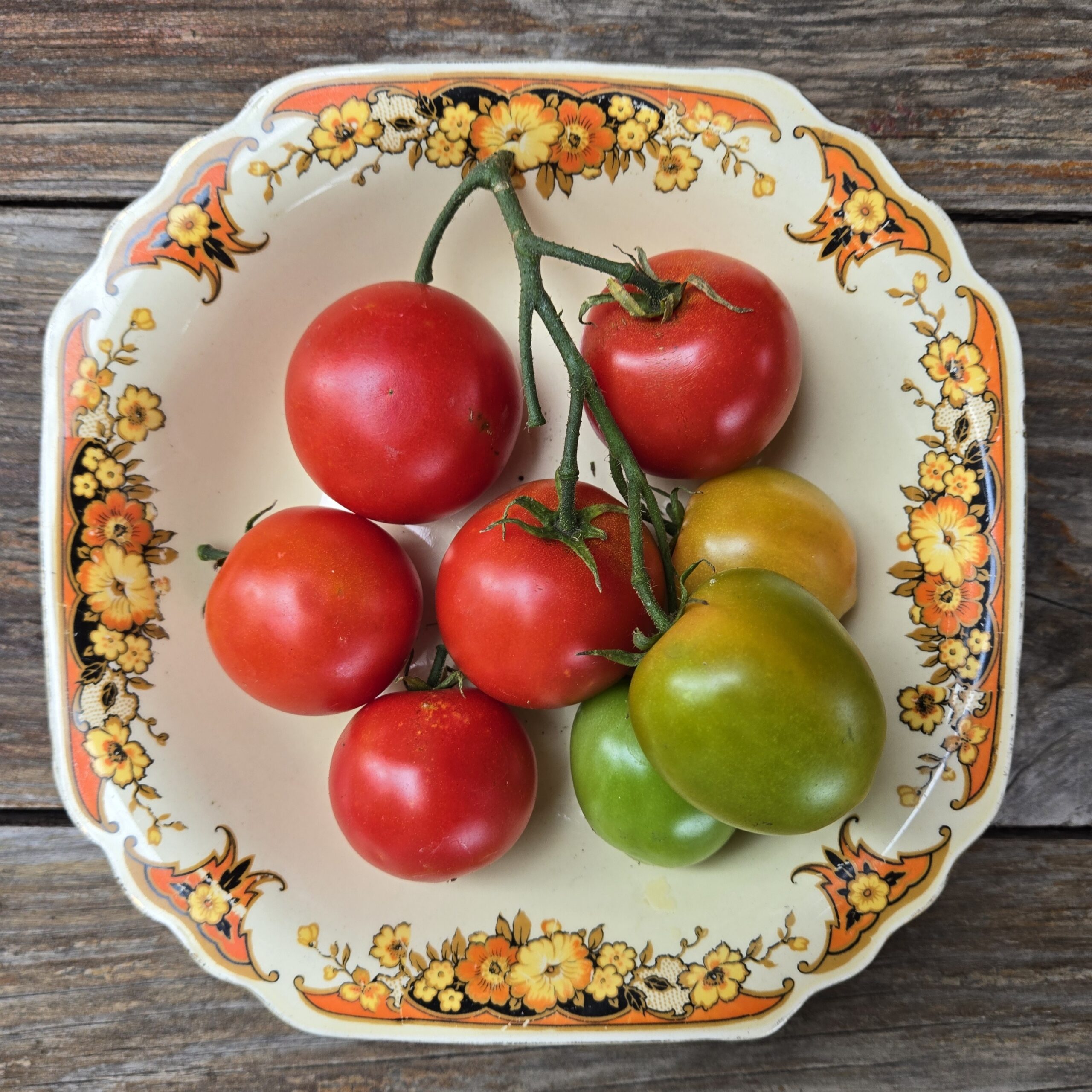 家具 tomato Tomato - Fire Drill - Common Sense Seeds