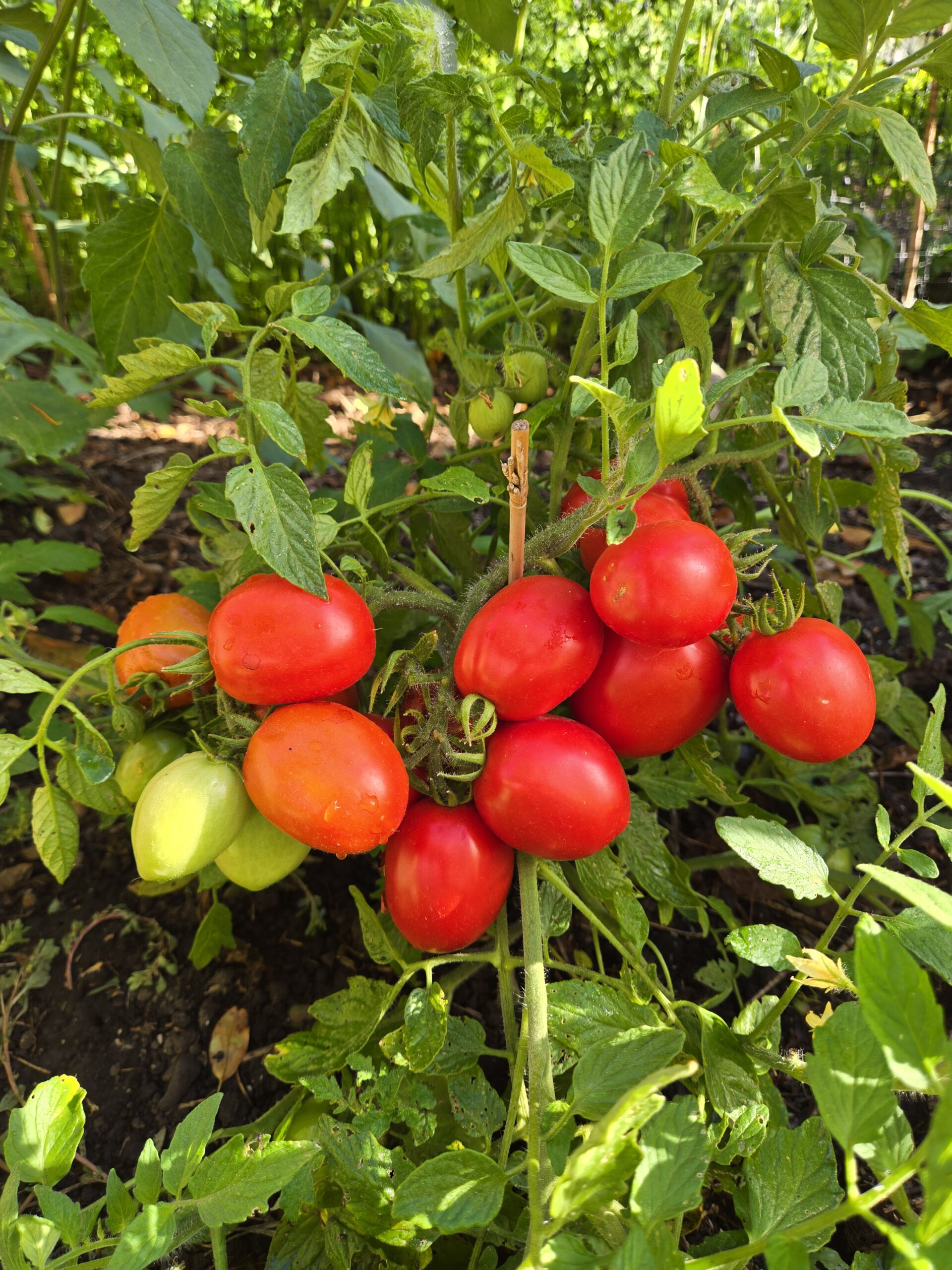 tomatoma１枚 Tomato - Leamington No 1 - Common Sense Seeds