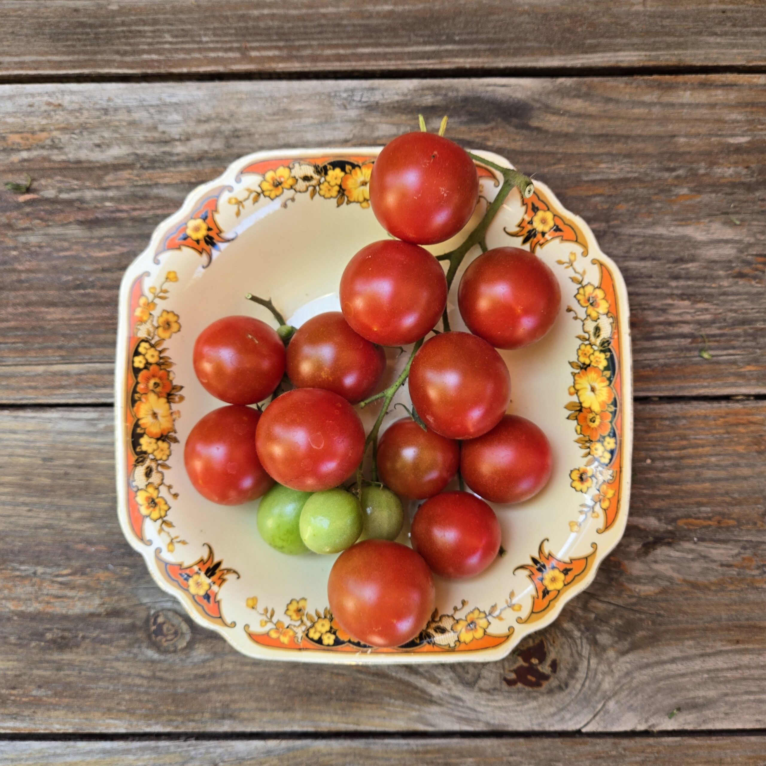 tomatoページ Tomato - Stan's Best Cherry - Common Sense Seeds