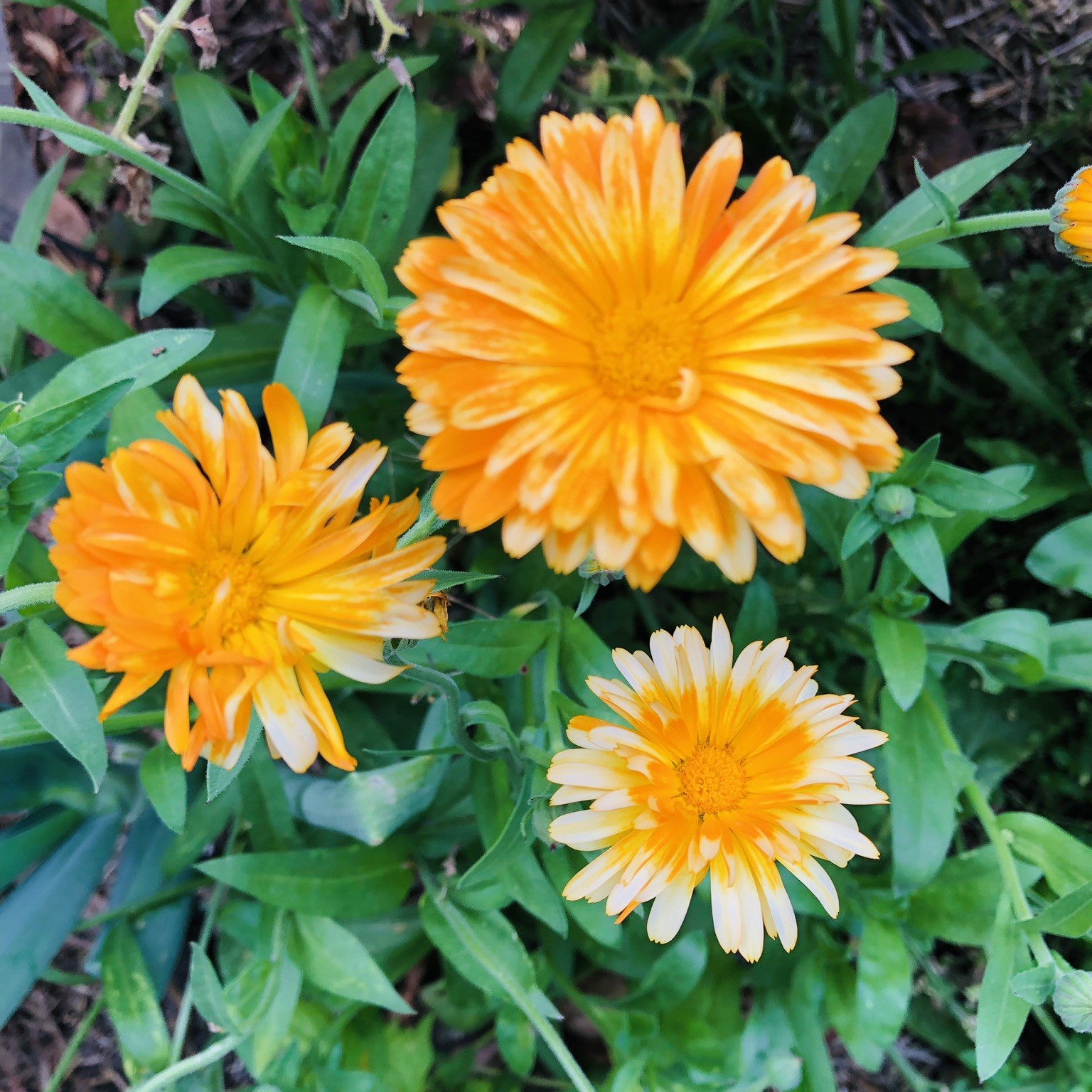 Flower - Calendula - Common Sense Seeds