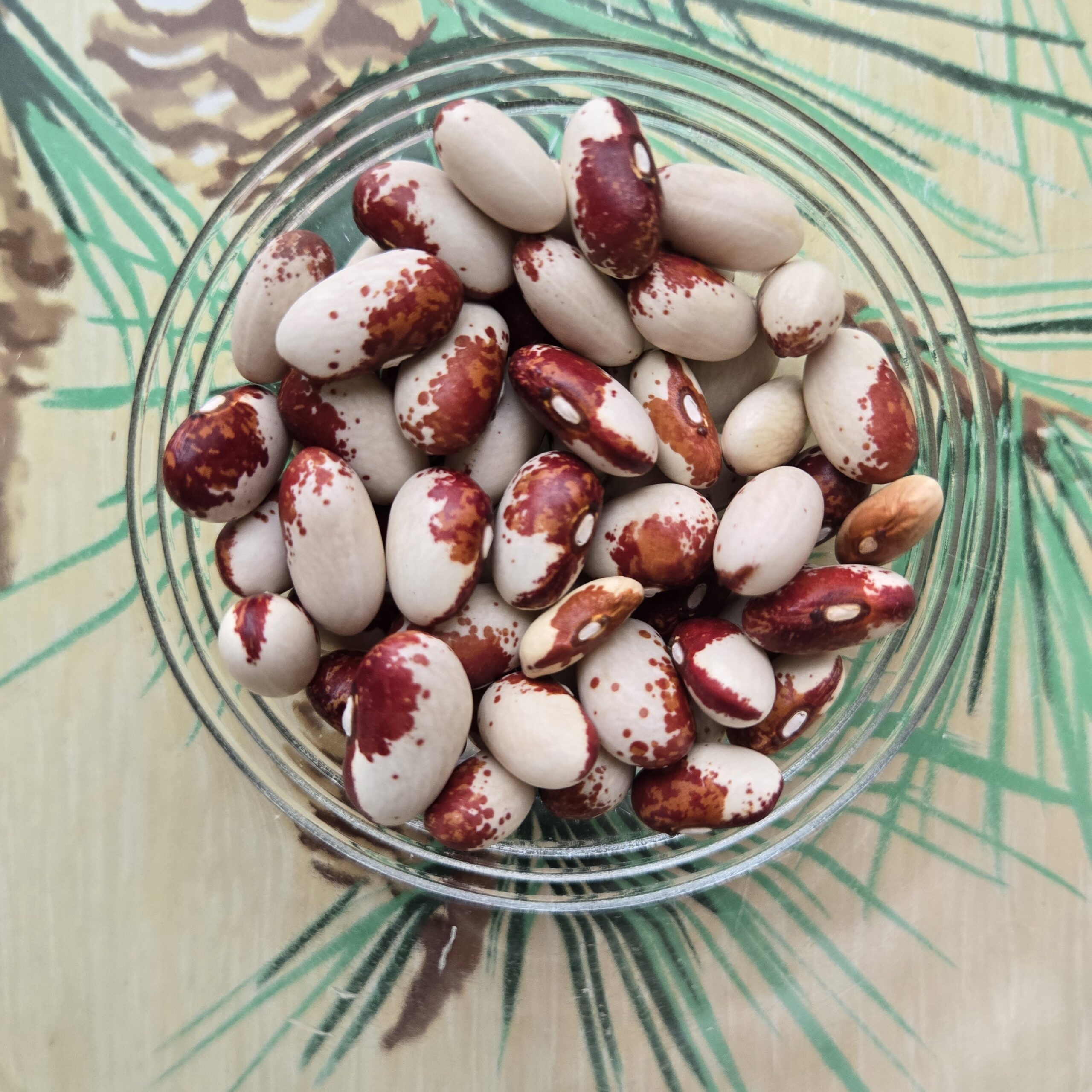 Beans - Maine Sunset - Common Sense Seeds