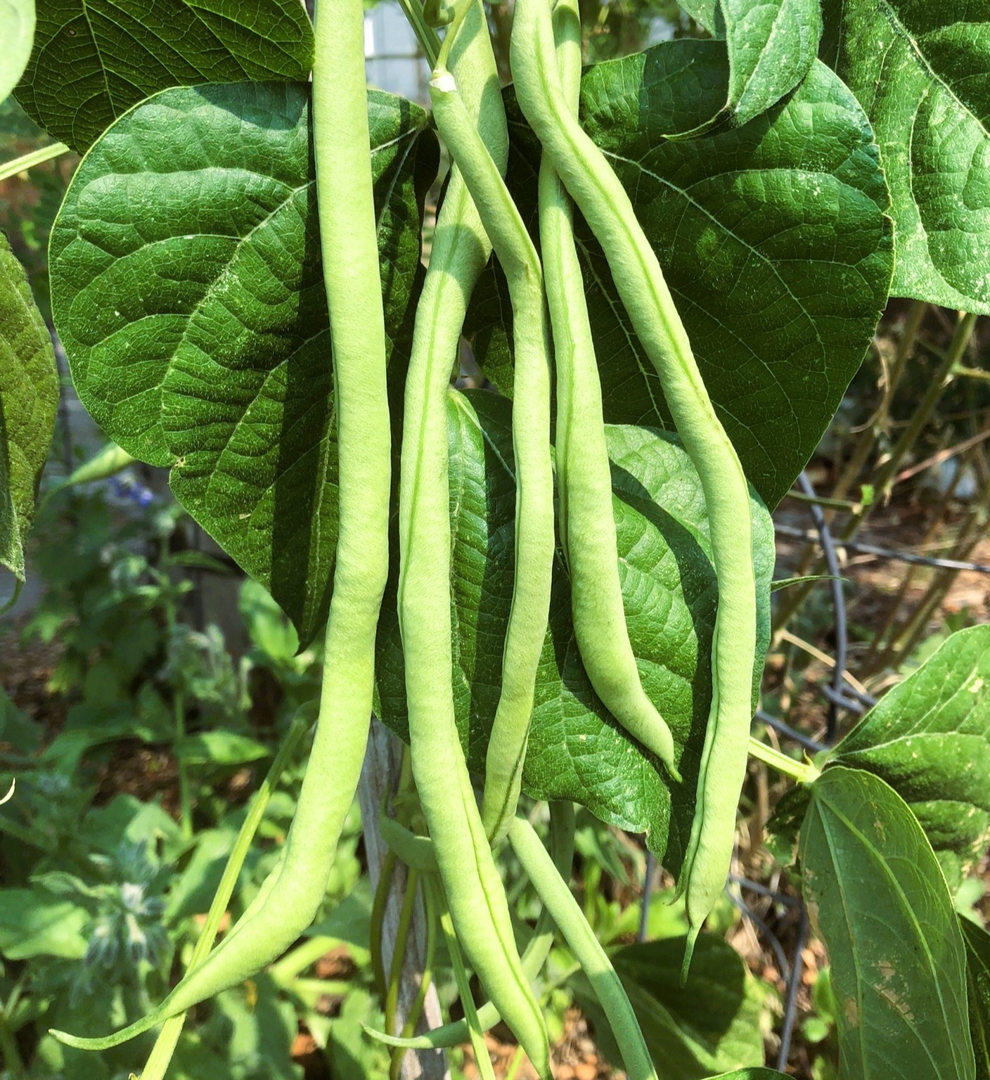 beans-fortex-common-sense-seeds
